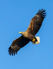 Naklejka premium Majestic eagle soaring in the vast blue sky