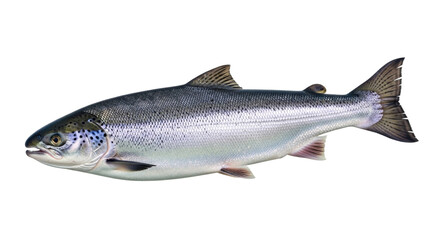 Obraz premium Fresh Atlantic Salmon Fish with Silver Scales and Dark Fins, Ready for Seafood Market or Healthy Cooking isolated PNG with Transparent Background