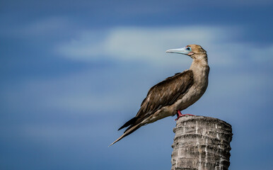 the red footed booby bird in the nature with dramatic tone
