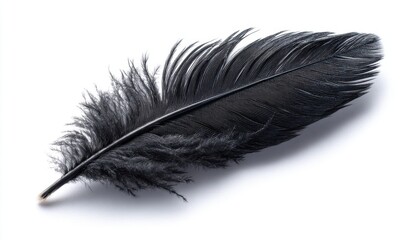 Obraz premium Black Feather on White Background Close up