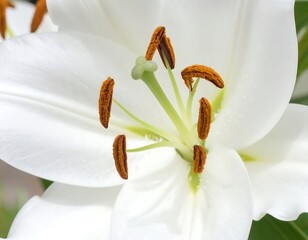 Close-up of a white lily's center (2)