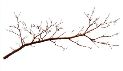 Brown Bare Tree Branch Isolated on White Background