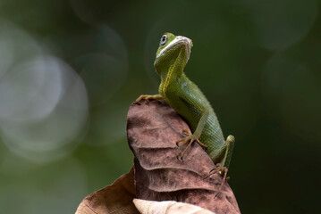 Manned Forest Lizard (Bronchocela jubata), Manned Forest Lizard perching on a dead leaves, Close up photo of a maned forest lizard