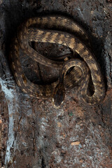Close-up image of a Keeled slug-eating snake, Keeled slug-eating snake hiding inside a tree, Keeled slug-eating snake ( Pareas carinatus )