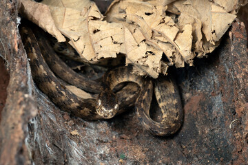 Close-up image of a Keeled slug-eating snake, Keeled slug-eating snake hiding inside a tree, Keeled slug-eating snake ( Pareas carinatus )