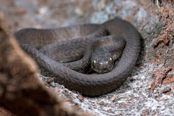 Close-up image of a Keeled slug-eating snake, Keeled slug-eating snake hiding inside a tree, Keeled slug-eating snake ( Pareas carinatus )