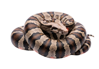 A detailed close-up of a coiled boa constrictor against a black backdrop, showcasing its intricate patterns and textures.