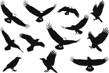 Bird silhouette vector set, flying and perched raptor shapes, eagle hawk poses, black winged predator illustration, dynamic motion, wildlife graphic design