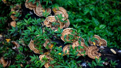 Wild Forest Mushrooms Growing on Fallen Tree Trunk