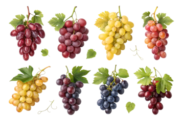 Collection of eight different bunches of fresh ripe grapes in various colors including red purple green and yellow isolated on transparent background