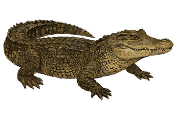Crocodylus porosus illustration