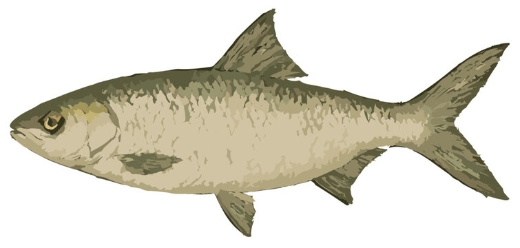 Chanos chanos illustration