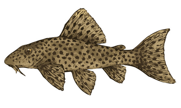 Hypostomus punctatus illustration