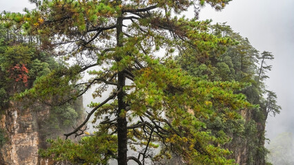 Misty mountain landscape. High cliffs pillars in the clouds. Green vegetation on the peaks and steep slopes. In the foreground is a coniferous tree with spreading branches. China. Zhangjiajie