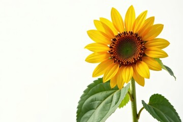 Naklejka premium Large sunflower facing viewer, crisp detail, pure white background, botany, full