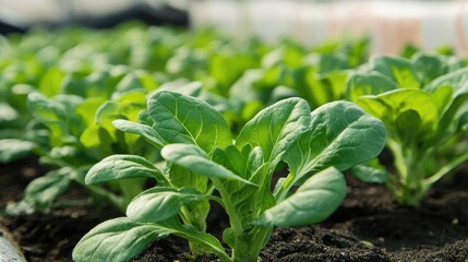 A row of green plants are growing in a dirt field