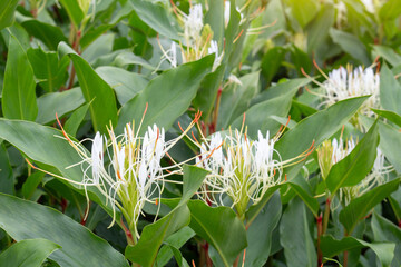 White flower of Hedychium ellipticum Buch.-Ham. ex Sm. (Zingiberaceae) bloomming at Lan Hin Pum on a cliff, Phu Hin Rong Kla National Park, Phitsanulok Province.