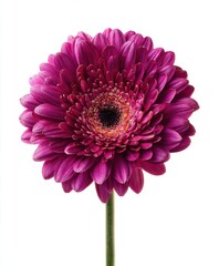 Dark Pink Gerbera Daisy Close Up with Water Droplets