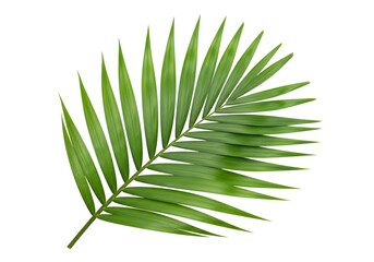 Vivid green palm frond displays intricate leaf structure against a stark black background.