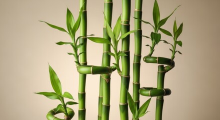 Close up of lucky bamboo stalks with green leaves and spiral shapes, creating a zen and oriental atmosphere