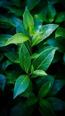 blueberry. A close-up of blueberry plant foliage showing vibrant green leaves with natural texture in a clean composition. gardening catalogs.