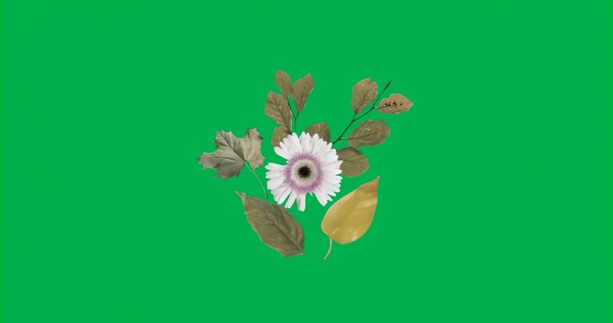 On load bouquet centering, showing white daisy among brown yellow leaves on transparent background