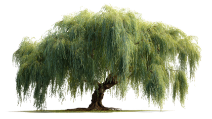 Beautiful weeping willow tree isolated on transparent background