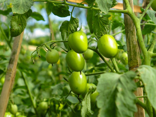 green tomatoes on a tree