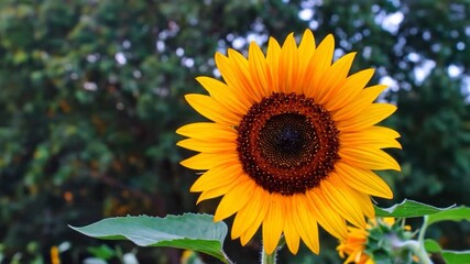 Golden sunflower in vibrant bloom against a soft green backdrop, showcasing its intricate seedhead and radiant petals - Powered by Adobe