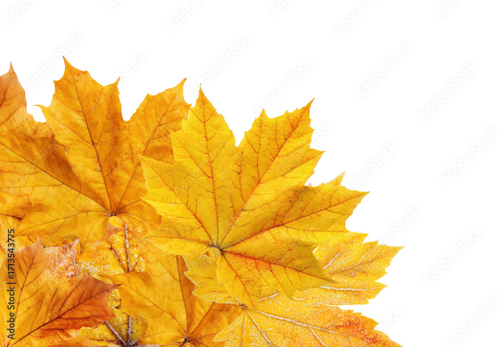 Canvas Prints yellow maple leaves arranged in a corner, isolated on transparent background
