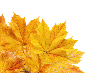 Yellow maple leaves arranged in a corner, isolated on transparent background