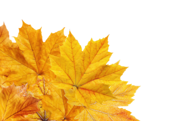 Yellow maple leaves arranged in a corner, isolated on transparent background