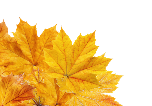 Yellow maple leaves arranged in a corner, isolated on transparent background - Powered by Adobe