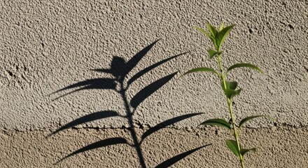 Plant casting a shadow on a textured wall, creating a contrast between nature and architecture in a simple composition