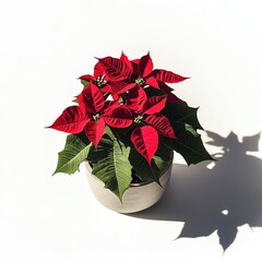 A vibrant poinsettia plant in a simple concrete pot against a pure white background, soft side lighting casting long shadows and a bird's-eye view highlighting the modern Scandinavian home decor.