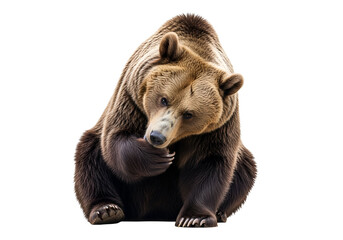 Fototapeta premium A brown bear, positioned centrally, is focused and contemplative, appearing attentive as it rests against a stark black backdrop.