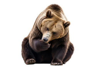 A brown bear, positioned centrally, is focused and contemplative, appearing attentive as it rests against a stark black backdrop.