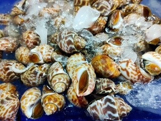 A vibrant display of seashells resting on ice, showcasing their intricate patterns and textures, perfect for seafood lovers and culinary enthusiasts.