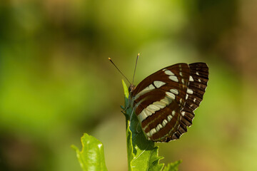 The Common Sailor (Neptis hylas) is a medium-sized butterfly easily recognized by its striking black wings marked with bold white bands.