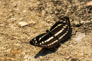 The Common Sailor (Neptis hylas) is a medium-sized butterfly easily recognized by its striking black wings marked with bold white bands.