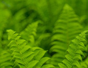 Lush green fern foliage
