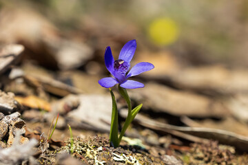The Bluebeard Orchid (Pheladenia deformis), also known as the Blue Fairy Orchid, is a small terrestrial orchid native to southern Australia.