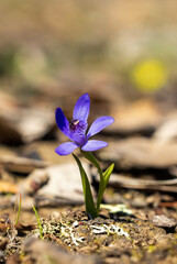 The Bluebeard Orchid (Pheladenia deformis), also known as the Blue Fairy Orchid, is a small terrestrial orchid native to southern Australia.