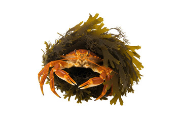 A vibrant orange crab rests amidst a cluster of dark and light green seaweed, creating a captivating visual display against a stark black background.
