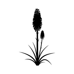 Black silhouette of a kniphofia plant with two flower spikes on a white background