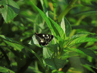 butterfly in a garden