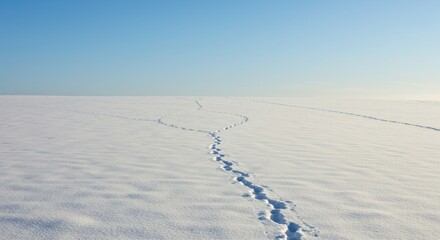 Snowscape featuring clear sky and animal tracks in the snowcovered field