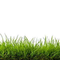 Fototapeta premium Growing green grass natural landscape photo tranquil environment close-up view nature's beauty