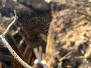A spider web on a tree branch in the woods