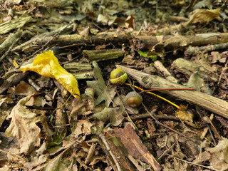 A yellow leaf laying on the ground next to a fallen tree branch